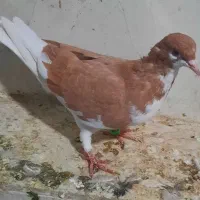 چندتا کفتر نرو ماده|پرنده|شیراز, وزیرآباد|دیوار