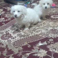 جفت نر و ماده نژاد اشپیتز|سگ|وحیدیه, |دیوار