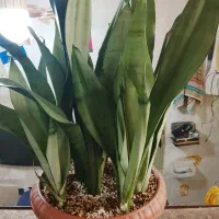 گل سانسوریا|گل و گیاه طبیعی|تهران, امین حضور|دیوار