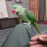 شاه طوطی گمشده