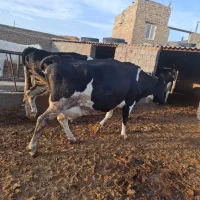 گاوشیری|حیوانات مزرعه|تربت جام, معدآباد|دیوار