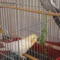 عروس هلندی نر بالغ و مست