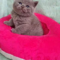 بریتیش لیلاک