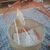 لوتینو ماده بالغ بهمراه قفس و کلیه تجهیزات|پرنده|رشت, سلیمانداراب|دیوار