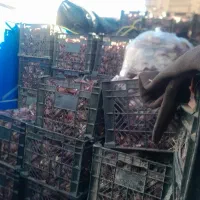 خوراک دام|لوازم جانبی حیوانات|صوفیان, |دیوار