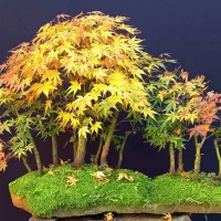 بنسای پپرومیا خزه فتونیا