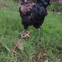 دوعدد خروس گردن لختی|حیوانات مزرعه|چاف و چمخاله, |دیوار