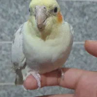 عروس هلندی ماده.|پرنده|قم, ولیعصر|دیوار