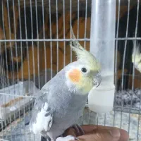 عروس هلندی جفت سخن گو و دستی
