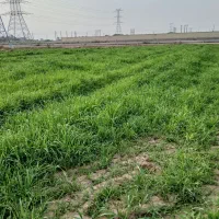 زمین-جو-برای-حیوان