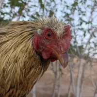 یک عدد خروس و یک عددمرغ ابریشمی