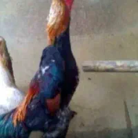 فروش و معاوضه مرغ خروس لاری دورگ هندی اوشامو|حیوانات مزرعه|قنوات, |دیوار