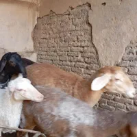 میش وبره چینی