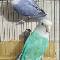 کوتوله جفت کار داده نریاماده تک باضمانت کتبی|پرنده|مشهد, فاطمیه|دیوار