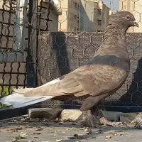 سرخ سرور سیاه سرکه ای دم سفید|پرنده|شیراز, عادل آباد|دیوار