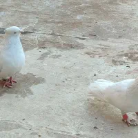 سفید اراکی اصل|پرنده|پاکدشت, پاکدشت (مامازند)|دیوار