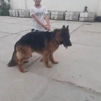 واگذاری سگ ژرمن شپرد شولاین ماده