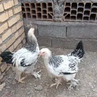 برهما لایت و ایام سمانی