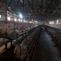 کارگر مرغداری