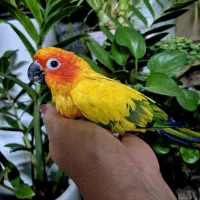 طوطی خورشیدی Sun Conure
