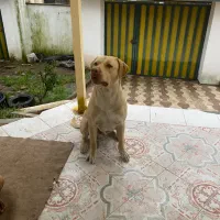 سگ پیتبول فوق العاده خاص