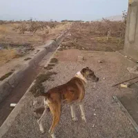 واگذاری سگ افغان  گله ای ونگهبان