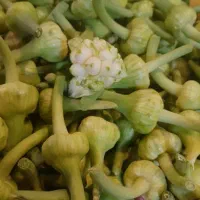 درشت درجه یک گل سیر پاک شده ارسال رایگان