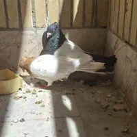 کفتر