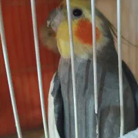 عروس هلندی نر و ماده