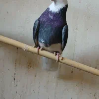 کفتر نر سربری