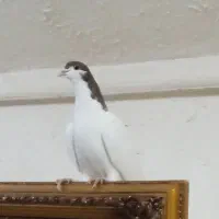 زیورآلات تزعینی شصتی سینه دوتا 800|بدلیجات|قزوین, |دیوار