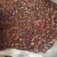 لوبیا قرمز|خوردنی و آشامیدنی|شیراز, شهرک بهشتی|دیوار