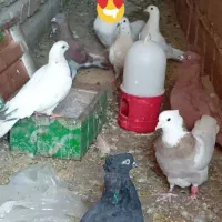 سلام یک جفت سفید  یک سفید پاک دو عدد سرخ نر