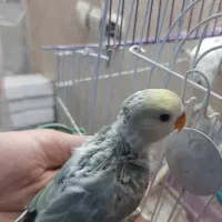 کوتوله کلکسیونی هنوز دونخور نشده