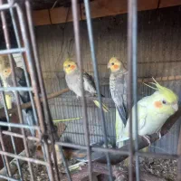 تعداد جفت عروس