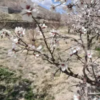 فروش-باغ-ویلایی-به-متراژ-300متر-واقع-در-اسکو