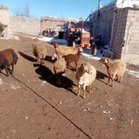 گوسفند مغانی