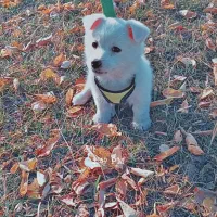 سگ خانگی پامرین