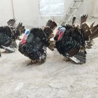 بوقلمون نر