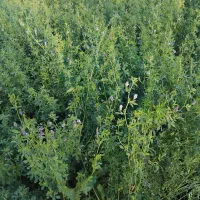 فروش یونجه