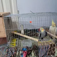 عروس هلندی  باقفس ۳۲۰۰۰۰۰