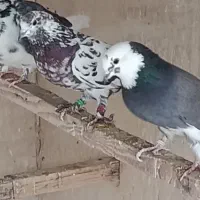 کبوتر پرشی یکجا|پرنده|ری, امین آباد|دیوار