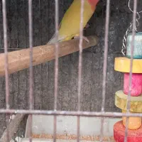 طوطی برزیلی خوشکل