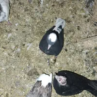 کبوتر|پرنده|رباطکریم, رباطکریم|دیوار