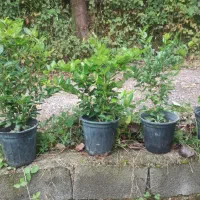 یاس هلندی سطل ۷
