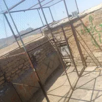 توری بزرگ برا کفتر