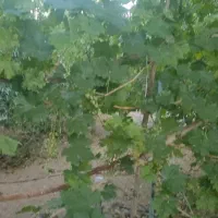 باغ گردو و میوه محصور|فروش زمین و ملک کلنگی|شهرکرد, |دیوار