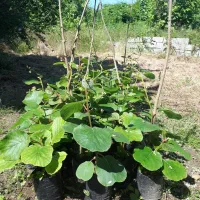 فروش ۳۵۰ اصله نهال کیوی (درجه یک) پره سر و تالش