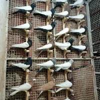 دسته.رنگی.سینه دم سفید طوقی کله|پرنده|مرودشت, تخت جمشید|دیوار