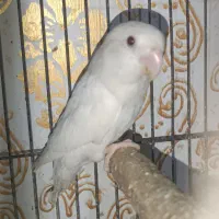 طوطی برزیلی آلبینو ماده